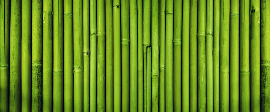 Une image de bambou