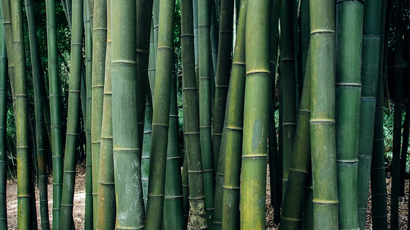 une image en gros plan de bambous