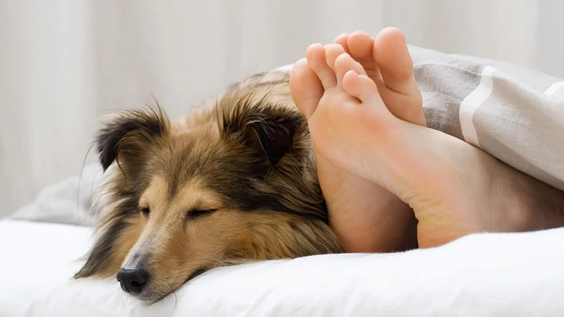 l'image d'un chien dormant dans un lit avec son maître