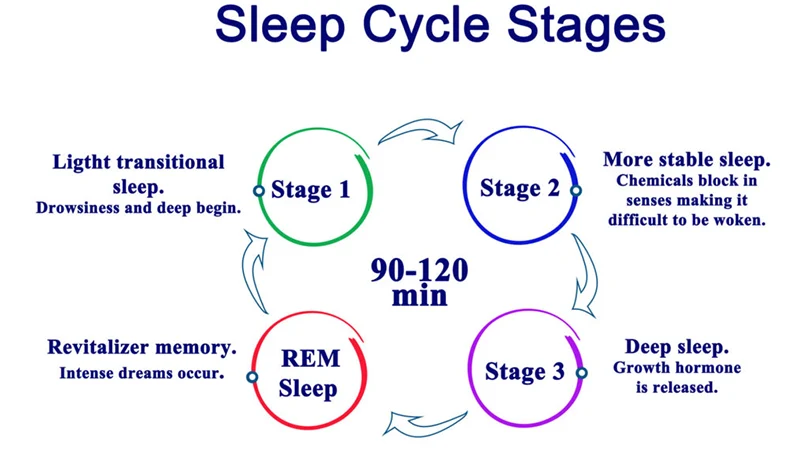 les étapes d'un cycle de sommeil