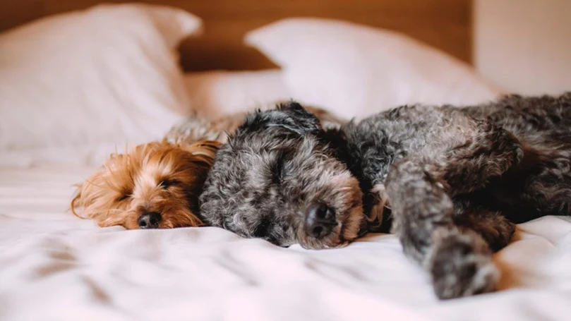 deux chiens dormant dans un lit