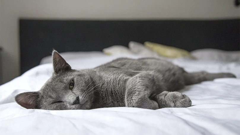 un chat bordeaux dormant sur un lit
