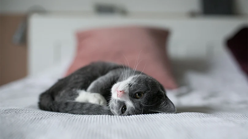 l'image d'un chaton couché sur un lit pour animaux de compagnie