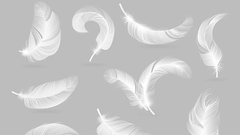 une image de plumes de duvet