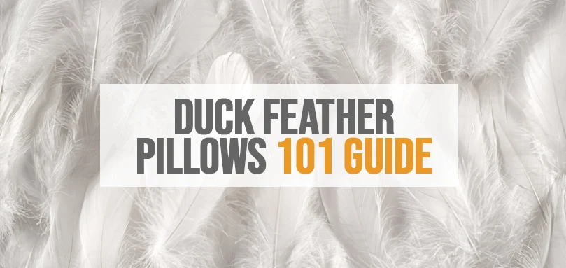 une image de l'oreiller en plumes de canard guide 101