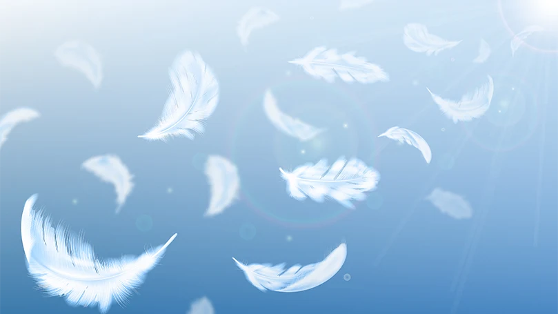 une image de plumes de canard volant