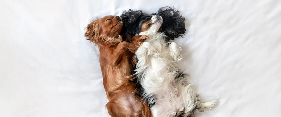 Deux chiens qui dorment