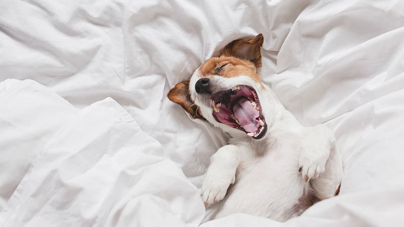 une image d'un chien jack russell dans un lit