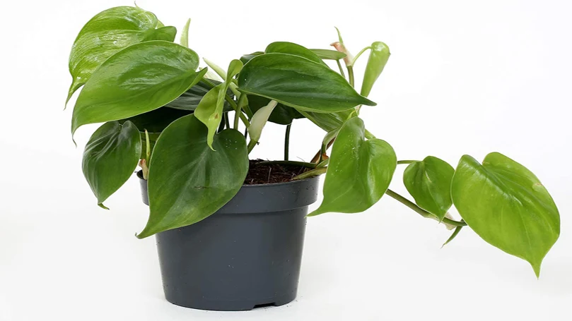 une image de la plante Philodendron dans un pot