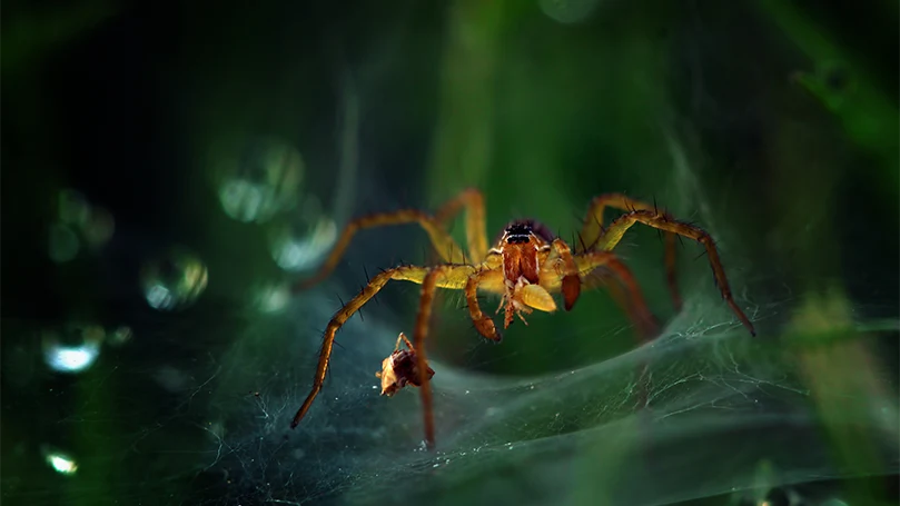 une image d'une araignée dans un filet d'araignée