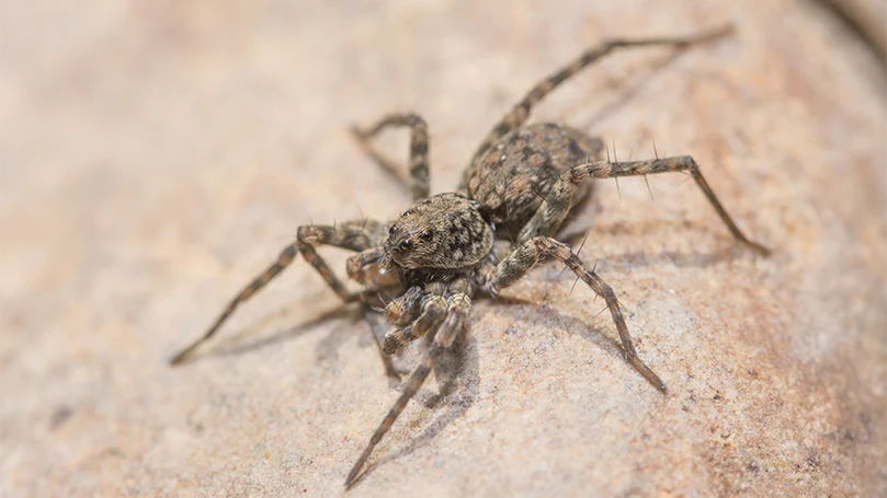 l'image d'une araignée sur un rocher