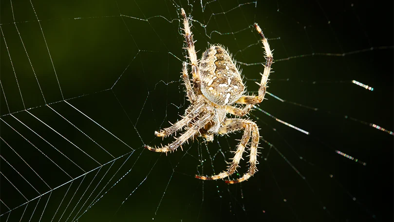 une image d'araignée européenne sur une toile d'araignée
