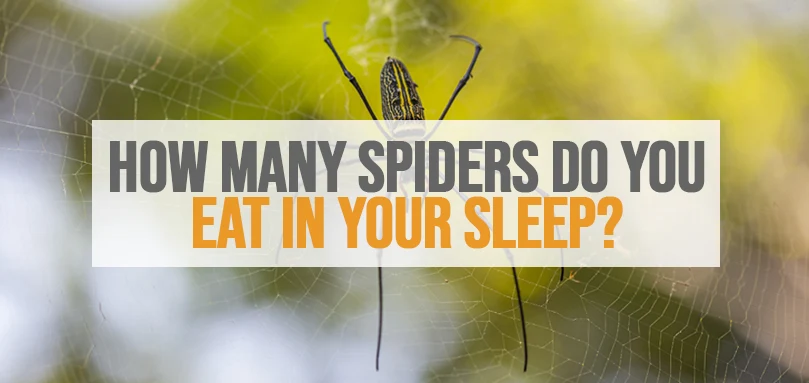 une image en vedette de combien d'araignées mangez-vous en dormant ?