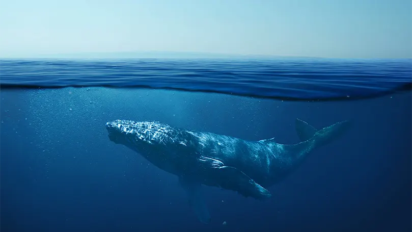 un-baleine-en-océan