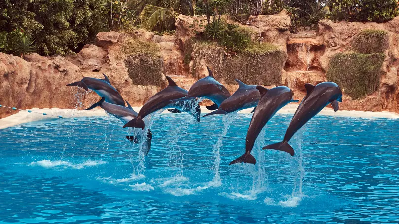 Image d'un groupe de dauphins bondissant hors de l'eau.
