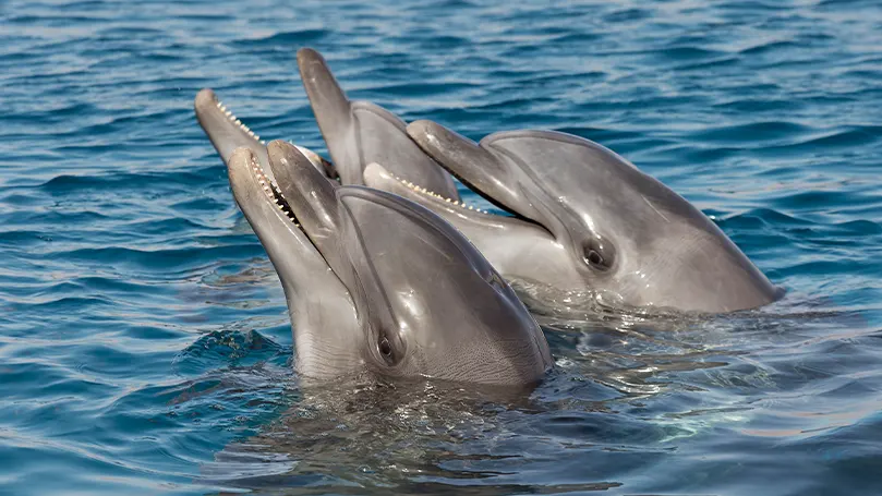 Image de deux dauphins avec la tête hors de l'eau.