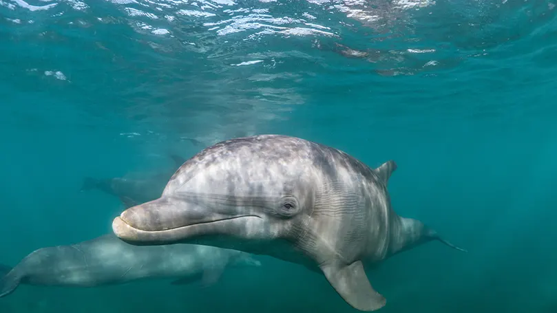 Image d'un dauphin dormant avec un œil ouvert