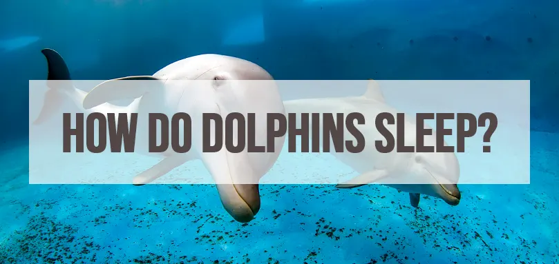 Image en vedette pour Comment les dauphins dorment-ils ?