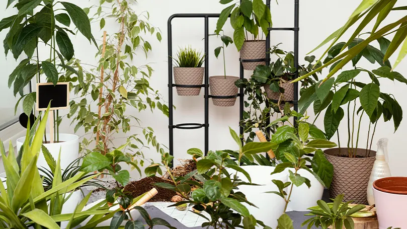 Image d'une pièce remplie de plantes.