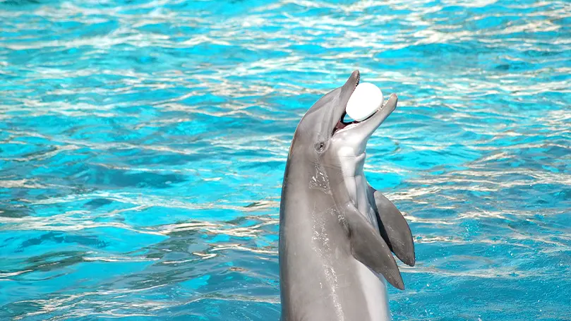 Image d'un dauphin tenant une balle dans sa bouche