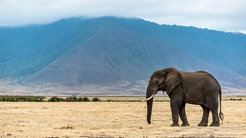 Image d'un éléphant debout dans un champ stérile