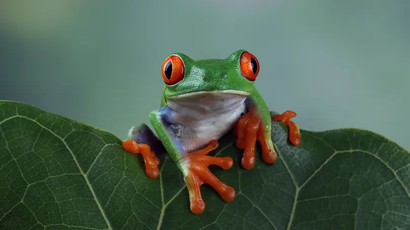 Image d'une grenouille colorée assise sur une feuille.