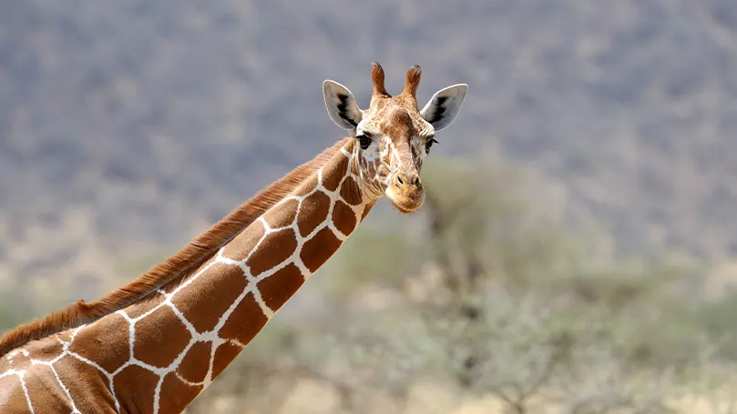Image d'une girafe regardant l'appareil photo