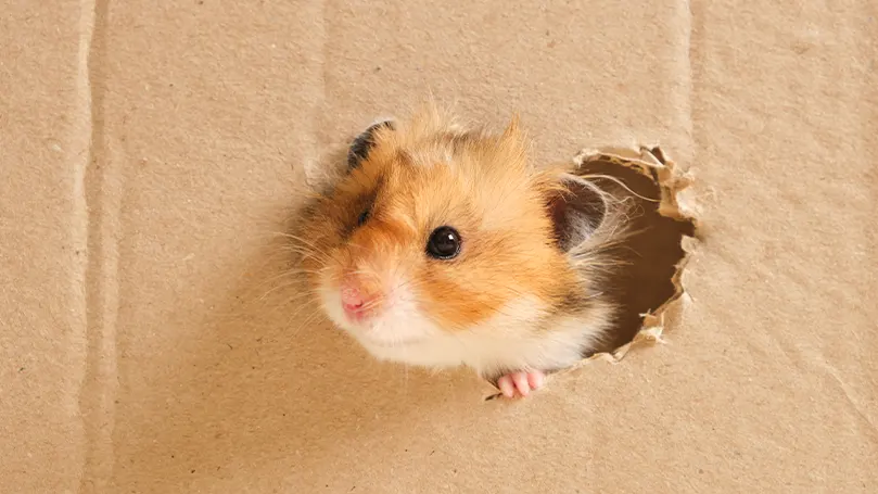 Image d'un hamster passant sa tête à travers une boîte