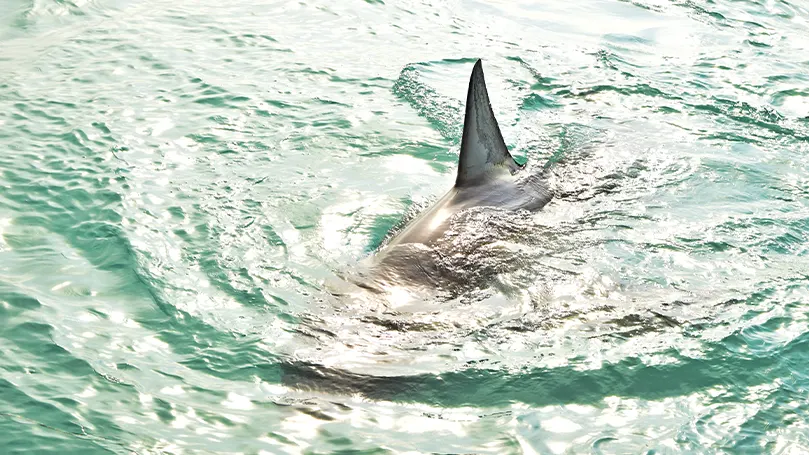 Image d'un requin près de la surface de l'eau