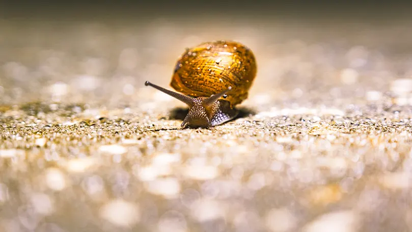 Image d'un escargot à la coquille jaune sur le sol