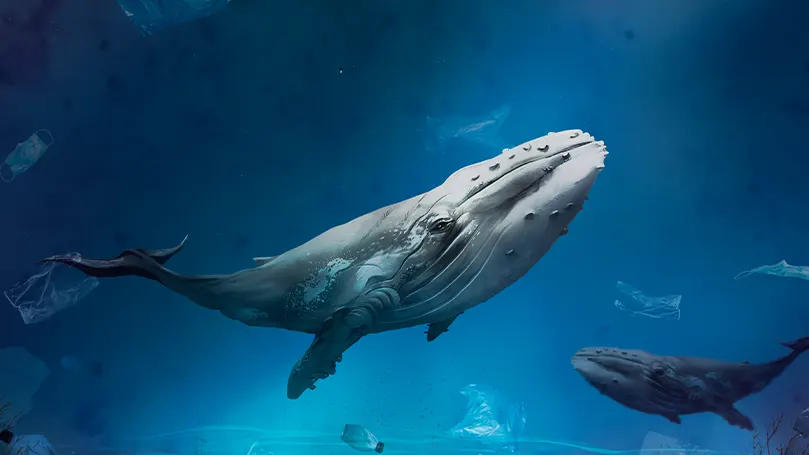 Image d'une baleine dans l'eau