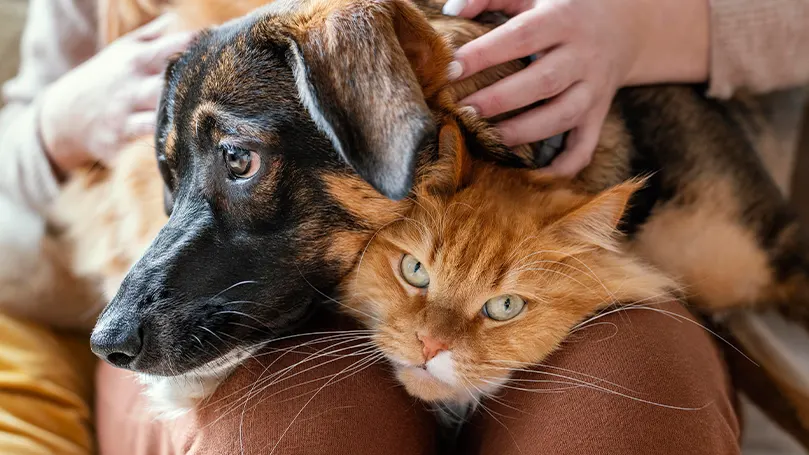 Image d'une personne caressant son chien ou son chat.