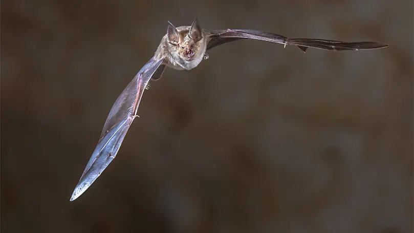 Image d'une chauve-souris en train de voler