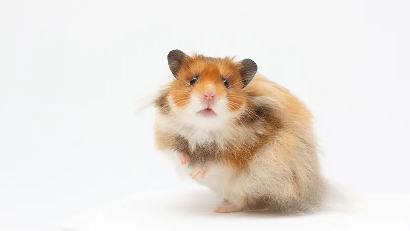 Image d'un hamster