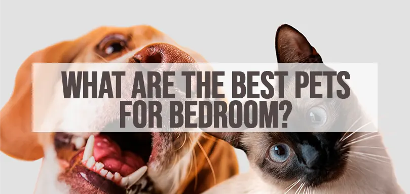 Image en vedette pour Best pets for bedroom.