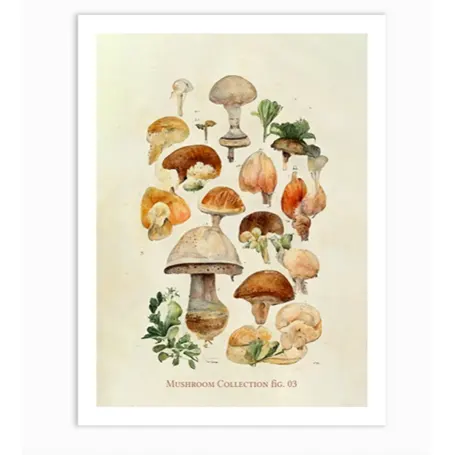 Collection de champignons 03 Impression d'art